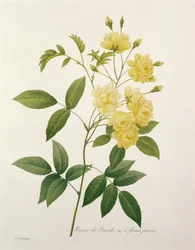 Rosa banksiae (rose de Banks), de 